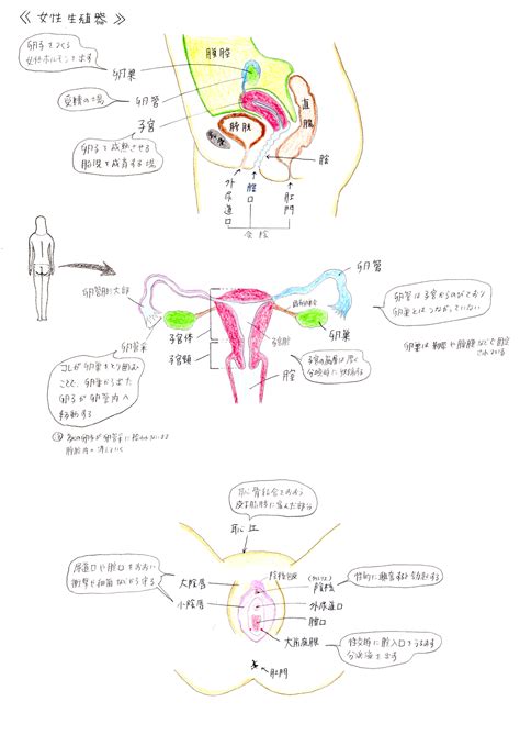 女性の陰毛|図入りで分かりやすく説明。女性器の名称と役割